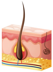 Human hair growing from the skin