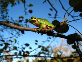 Tree frog on branch on sky background.