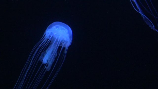 jellyfish in aquarium-Dan
