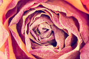 Beautiful rose flower,macro