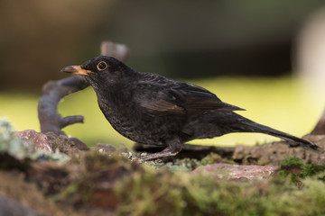 Blackbird, Turdus merula
