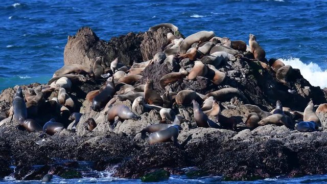 California sea lion colony