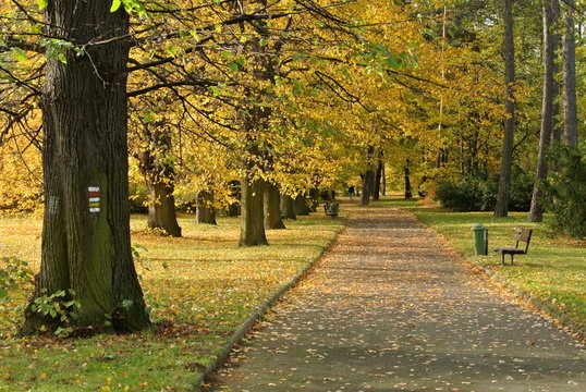 Park in autumn or fall