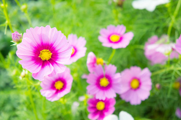Obraz premium flowers, cosmos white and pink flowers in the park ,colorful flo