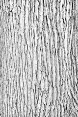 Obraz premium White Tree Texture