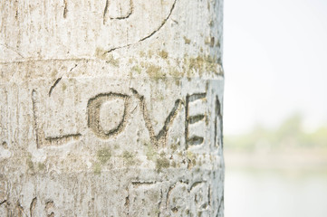 The tree is engraved the word love