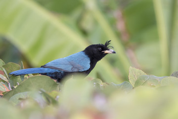 San Blas Jay (Cyanocorax sanblasianus) in Mexico