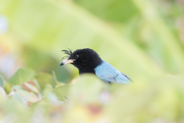 San Blas Jay (Cyanocorax sanblasianus) in Mexico