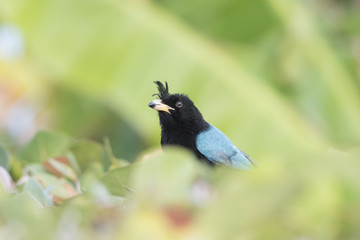 San Blas Jay (Cyanocorax sanblasianus) in Mexico