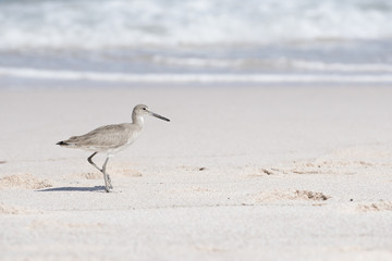 Willet (Tringa semipalmata) on Beach in Mexico