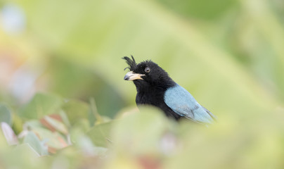 San Blas Jay (Cyanocorax sanblasianus) in Mexico