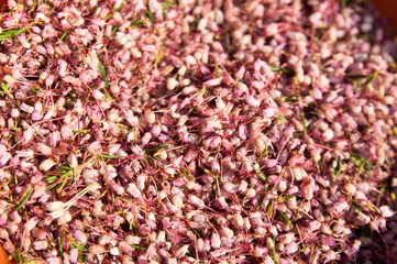 Heather, ling flower texture background (Calluna vulgaris)