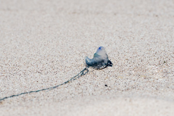 Portuguese man o' war (Physalia physalis) Washed up on a Sandy Beach in Mexico