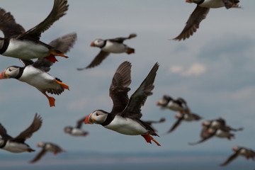 Puffins, Farne Islands