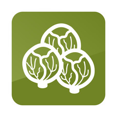 Brussels sprouts outline icon. Vegetable vector
