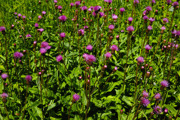 Fototapeta premium Thistle Carduus at meadow