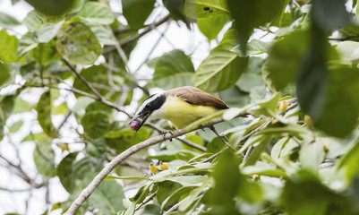 Great Kiskadee (Pitangus sulphuratus) in Mexico