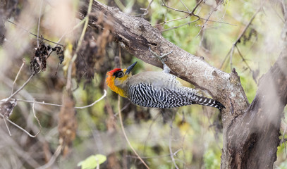 Golden-cheeked Woodpecker (Melanerpes chrysogenys) Feeding on a Tree in Mexico