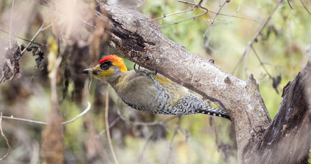 Golden-cheeked Woodpecker (Melanerpes chrysogenys) Feeding on a Tree in Mexico