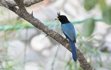 San Blas Jay (Cyanocorax sanblasianus) in Mexico