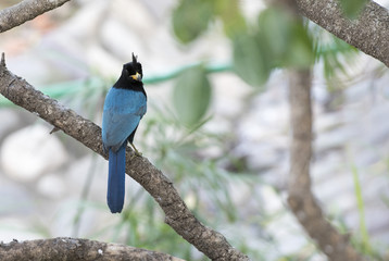 San Blas Jay (Cyanocorax sanblasianus) in Mexico