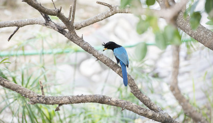San Blas Jay (Cyanocorax sanblasianus) in Mexico