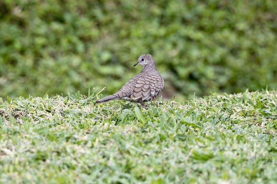 Inca Dove (Columbina inca) on Grass in Mexico
