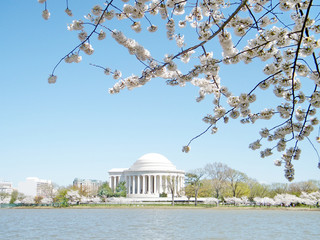 Washington cherry blossoms and Jefferson Memorial March 2010