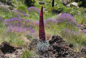 Tajinastes rojos del Teide
