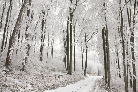 Fototapeta Forest path in winter scenery
