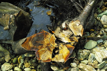 stub of cutting fir at taiga forest