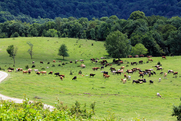 Still panorama cows and horses grazing in the meadow summer day