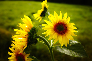 sunflower lit by sun