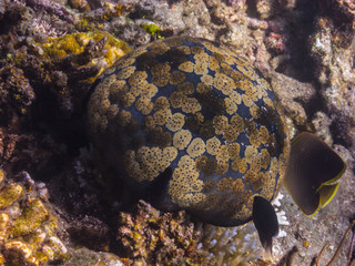 grosse schoene runde koralle