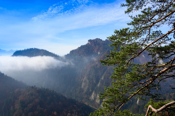 Pine tree on mounatain peak