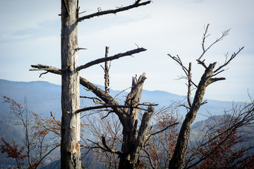 Withered pine trees on mountain peak
