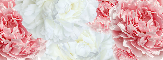 banner  pink and white peonies