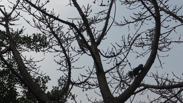 4k, Pallas's squirrel running and play at the top of the tree in the Daan park forest of Taipei city -Dan