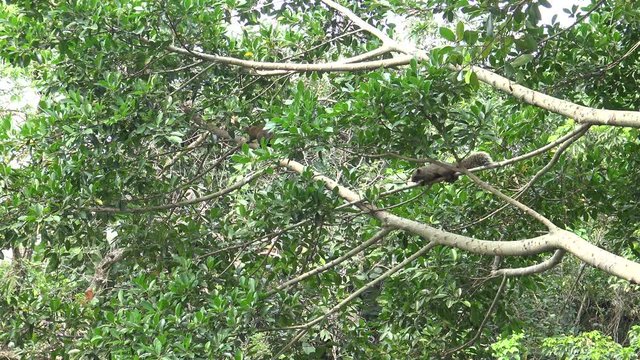 4k, Pallas's squirrel running and play at the top of the tree in the Daan park forest of Taipei city -Dan