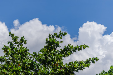 baum und weisse wolken