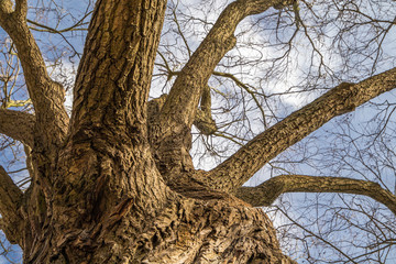Rugged Tree trunk seen from the bottom