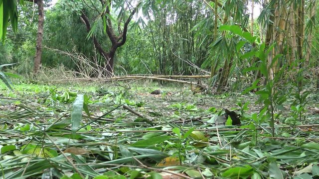 Pallas's squirrel searching food on the floor the Daan park in the bamboo forest, Taipei city 4K -Dan