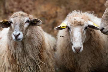 two long winter wool hair sheep looking at the camera