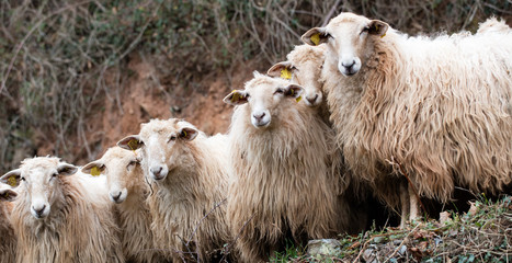 herd of calm French Pyrenees sheep with long wool hair