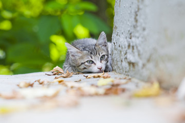 Cute small tricolor kitten lying on the ground in the forest in  autumn. Pretty kitty in sunny day look at camera. 