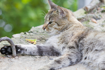 Big lazy tricolor cat lying in the ground and looking at camera. Portrait close up of stray cat 