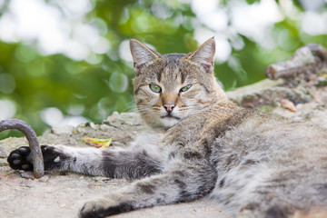 Big lazy tricolor cat lying in the ground and looking at camera. Portrait close up of stray cat 