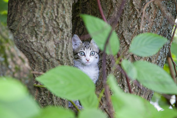 Obraz premium Cute small tricolor kitten sitting on tree in the forest in autumn. Pretty kitty in sunny day look at camera. 
