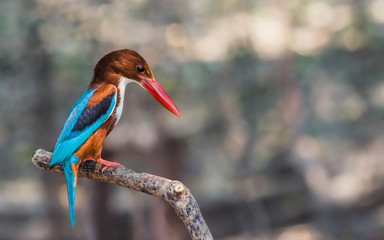 White-throated Kingfisher