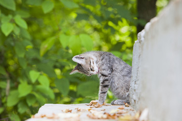 Cute small tricolor kitten sitting on the ground in the forest in  autumn. Pretty kitty in sunny day look at camera. 